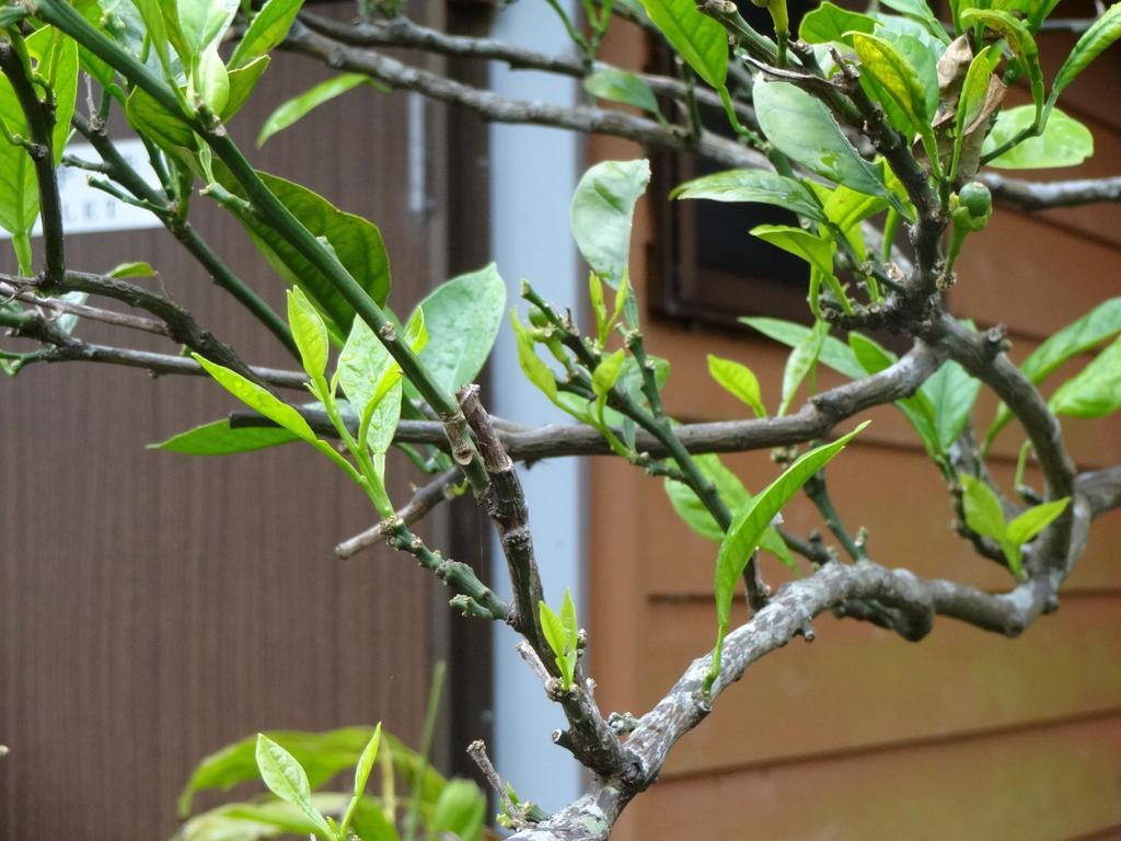 Funamiso Hotel Hachijo Bagian luar foto